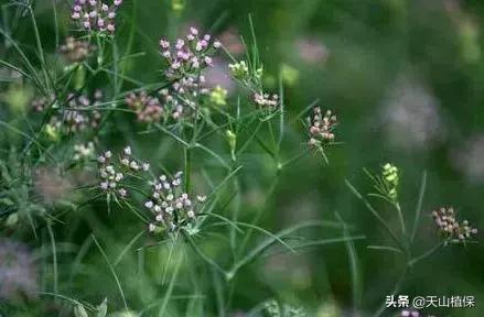 孜然，以前只是单独种植，现在发现套种产量效益好