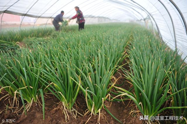 新农人刚做温室大棚种植怎么能不了解二十四节气蔬菜定植安排呢