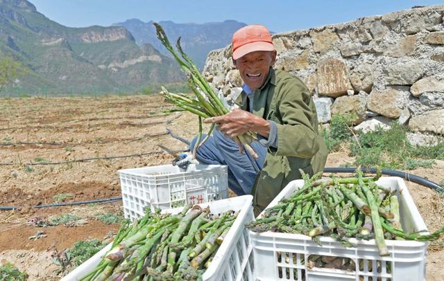 每日获利超万元！高山芦笋让这个山村快速脱低