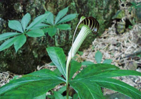 中药材“天南星”栽培，这几点一定要做好，这样才能有效提高产量