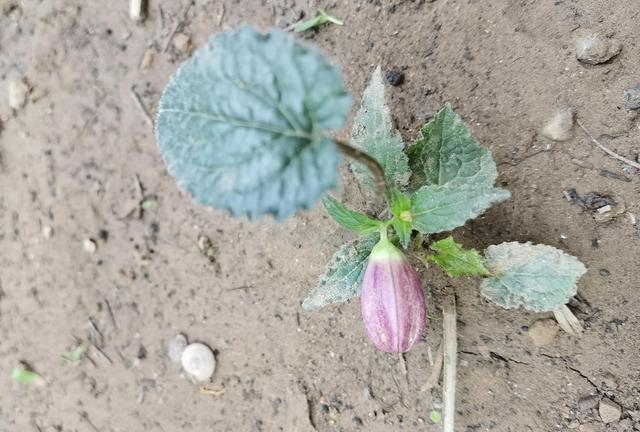 我的花草日记——看图写画，记录今天院子里默默绽放的花花草草