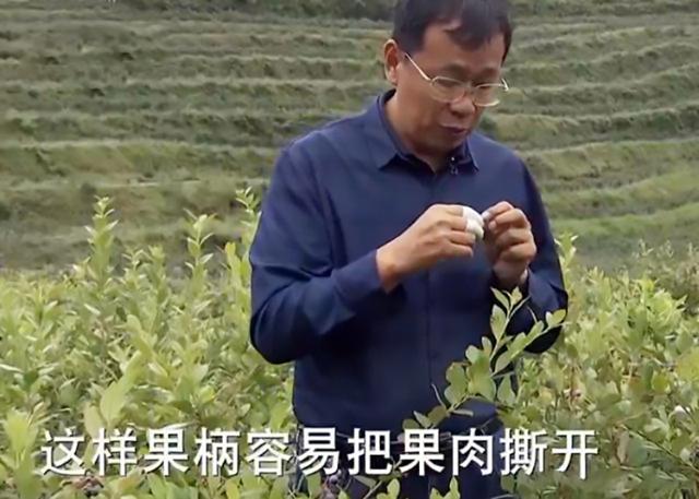 80大叔花20年破解蓝莓密码，种植万亩年产1亿，带两千多农民致富