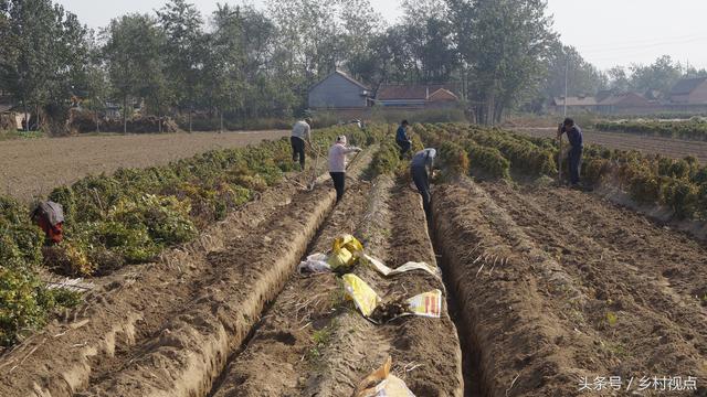 「画说」陈集山药好吃，从种植到收获你知道多少？