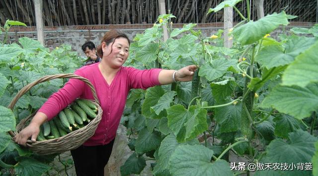 几种常见性蔬菜的施肥时期与施肥方案