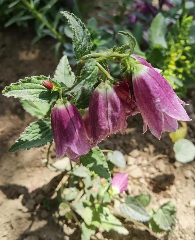 我的花草日记——看图写画，记录今天院子里默默绽放的花花草草