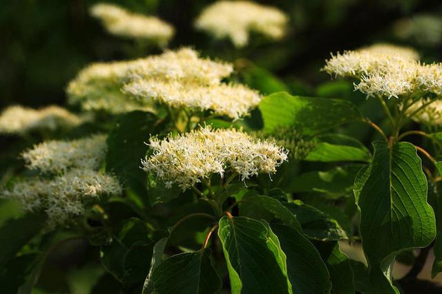 适合河南种植的10种景观树，只要管理到位，每棵能卖2000~5000元