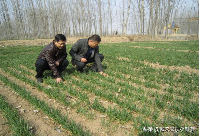 麦地里的节节麦杂草难防治？选对药物、找准时机、用对方法并不难