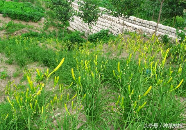 黄花菜种植简单，种一次连续采收十几年，不妨一试