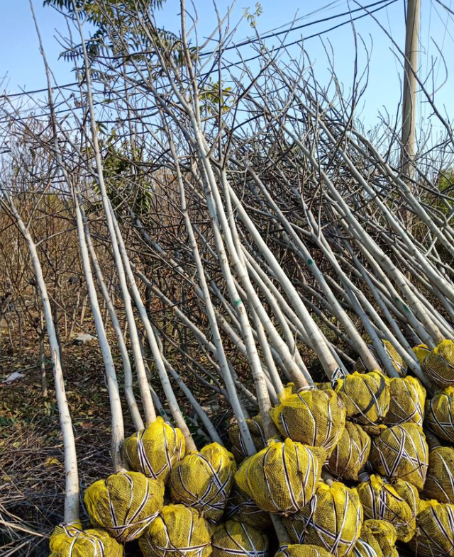 很全面的山核桃种植方案和管理技术，建议收藏