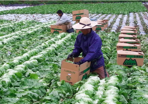 日本农作物有哪些？价格和种植情况怎么样？