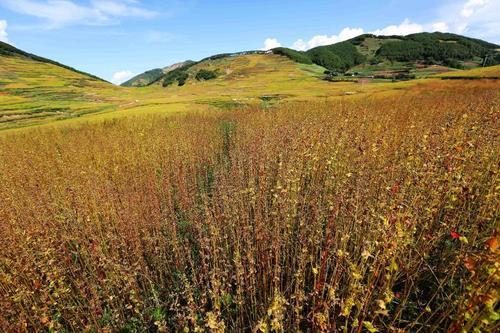 苦荞高产栽培技术，掌握科学管理方式，帮助种植户提高经济效益