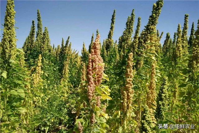 藜麦的推广前景及栽培技术，学会这几步，轻松大丰收