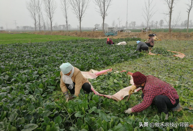 学会菠菜四季种植的管理技巧，出苗齐、长得快、产量大、品质好