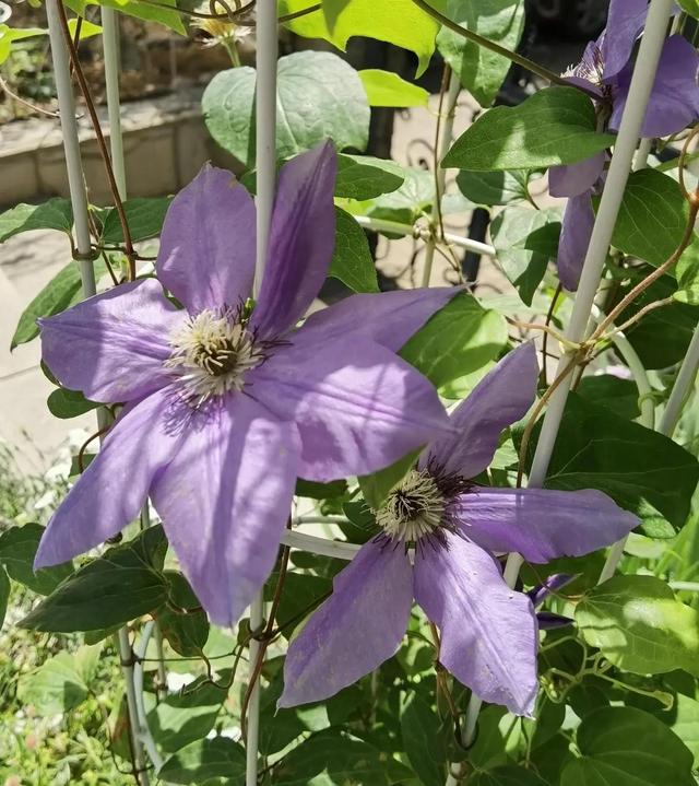 我的花草日记——看图写画，记录今天院子里默默绽放的花花草草