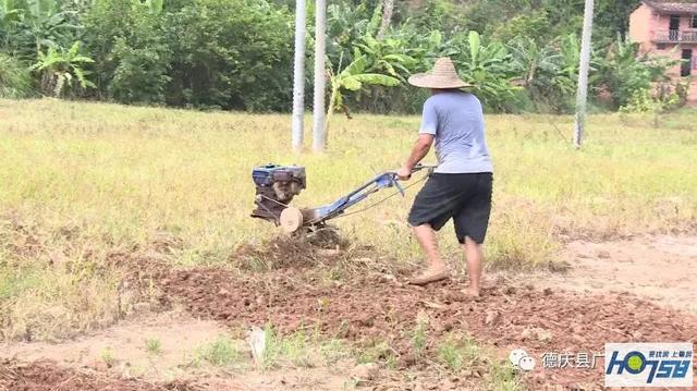 德庆紫淮山种植为农民增收带来希望