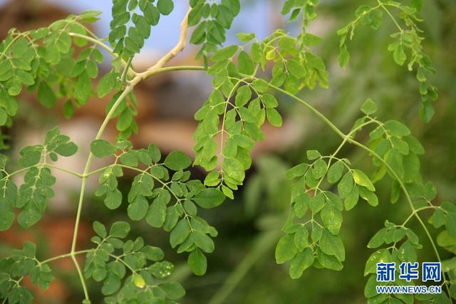 辣木是怎样的“神奇植物”？来云南这所高校看一看尝一尝