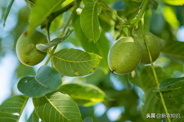 核桃栽培技术及病虫害防治方法，种植户们看一看！不要错过了哟