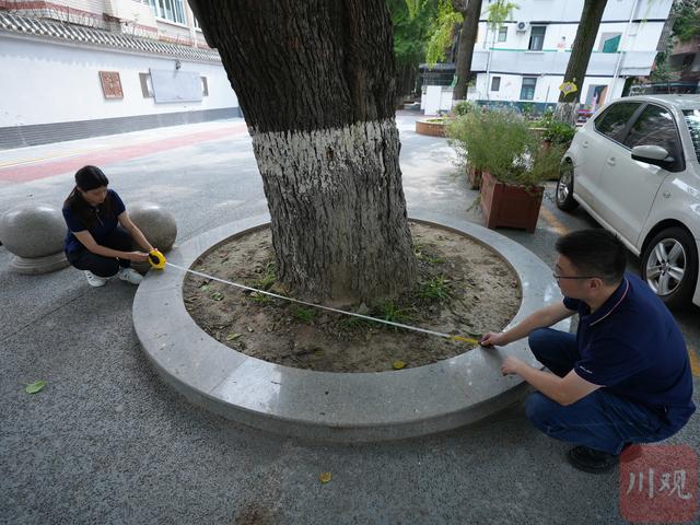 C视频｜望闻问切+拍X光  “树医生”给180多岁古桑树做“体检”