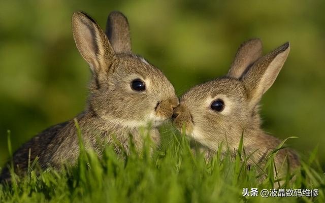 野兔与野鸡的回归