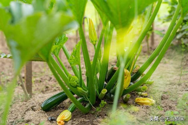 西葫芦什么时候种植最好