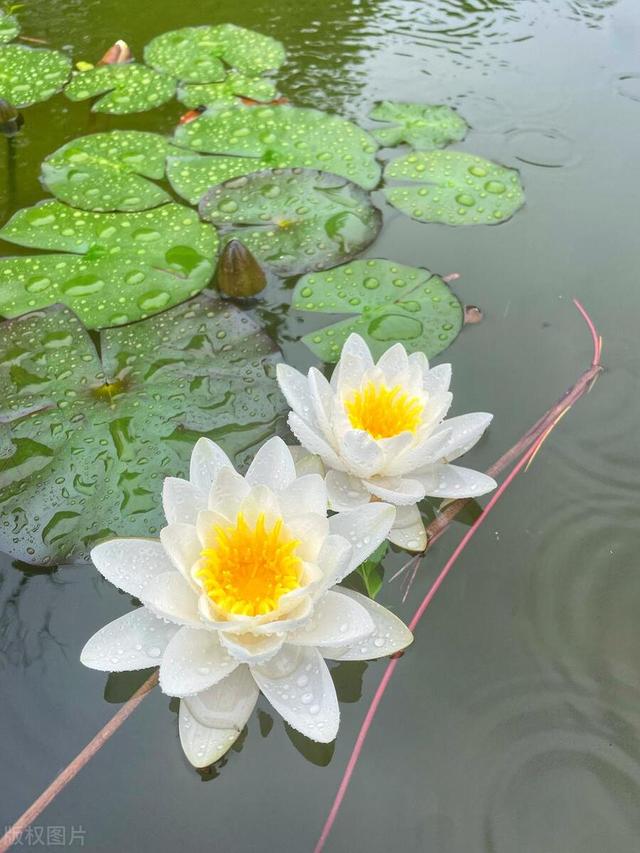 “水中女神花”，天天浇水也死不了，越浇花越旺