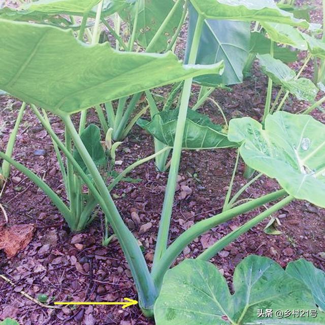 农村人最爱种植的三种菜，种植一次可多次收成，附上高产种植方法