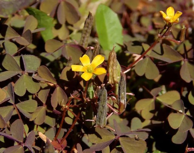 这些植物容易“爆炸”，不能随意触碰，你见过几种呢？