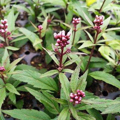 佩兰全株及花揉之有香味，野生者生路边灌丛及山沟路旁