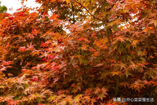 奇！广东小县城漫山遍野红似火，枫叶竟在春天变红，正是观赏季节