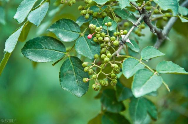 家中常用调味料“花椒”，自己在家种一棵，需要注意什么？