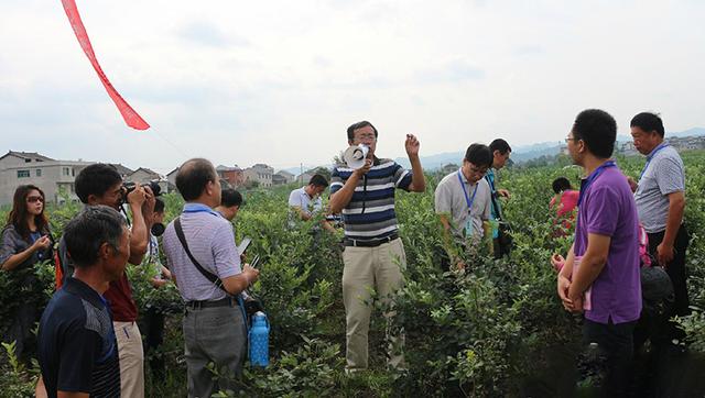 80大叔花20年破解蓝莓密码，种植万亩年产1亿，带两千多农民致富