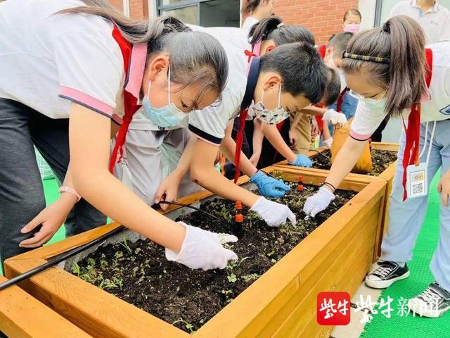 「爱上劳动课⑦」种药苗、识百草！无锡市春城实验小学“灵草园”开园啦