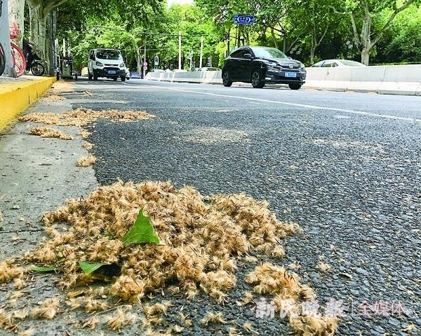 暮春虽有飞絮恼 仲夏遮阴它最妙 法国梧桐不再雨 未来研发或可期