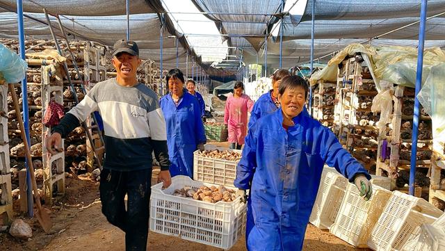 河南淅川：小香菇撑起“致富伞”