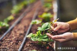 草莓种植方法和时间(草莓定植没那么容易掌握时间方法，做好植后管理，后期才轻松)