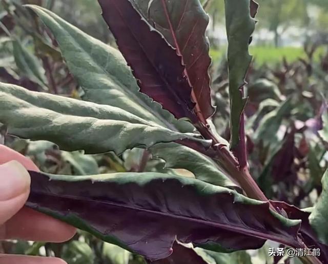 风味独特的“懒人菜”紫背菜周年种植6个关键技术点，点点均重要