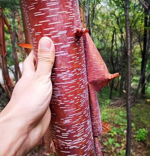 适合河南种植的10种景观树，只要管理到位，每棵能卖2000~5000元