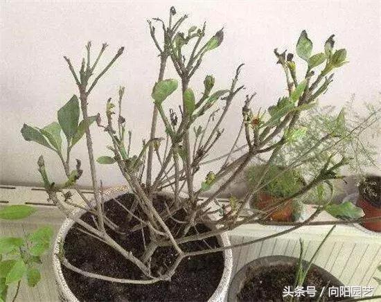 怎么养好栀子花，注意六个要点手，把手教你如何养殖栀子花