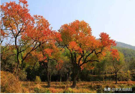 农村怪树乌桕，碰不得摸不得，过去农民见到绕道走，如今成摇钱树