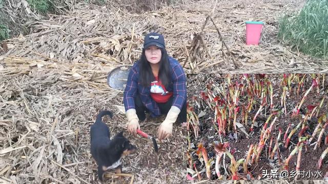 废旧桶里种上几根折耳根，1年后收获满满一大桶，方法省地又省事