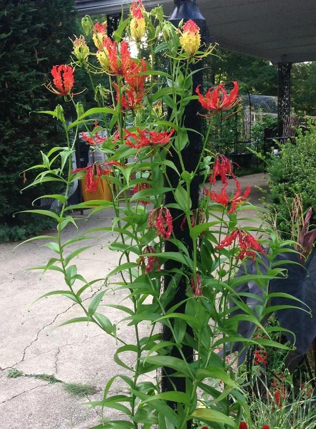 夏日里花朵如同火焰般的嘉兰百合，买些块茎就能种，可不断繁殖