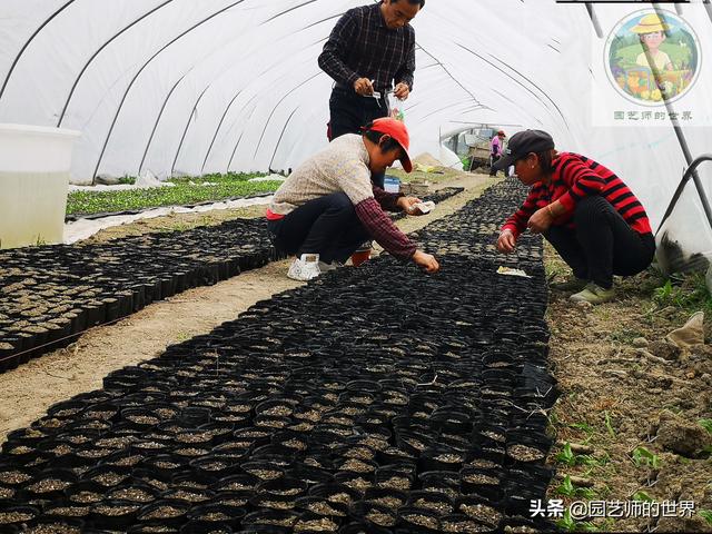 新品种高架小西瓜、网纹瓜种植技术