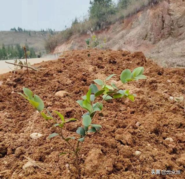 油茶栽植后成活率差，如何提高造林成活率？做好5点技术措施