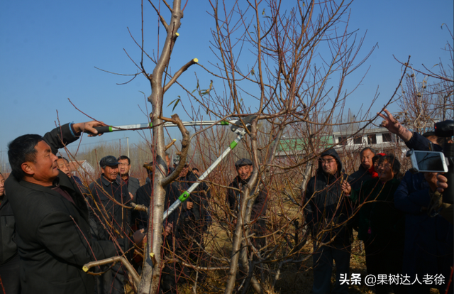 桃树栽培管理学问多，学习了解这些错，避免一错再错伤心多