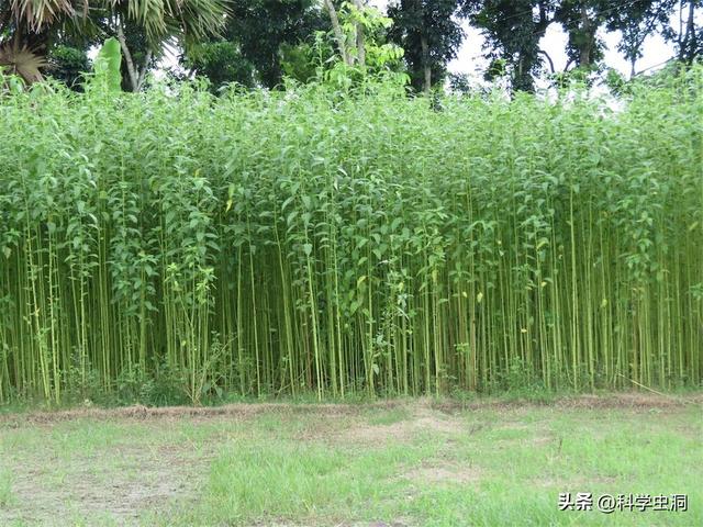 中国没人种的黄麻，为啥在印度被大量种植？他们要黄麻有啥用？