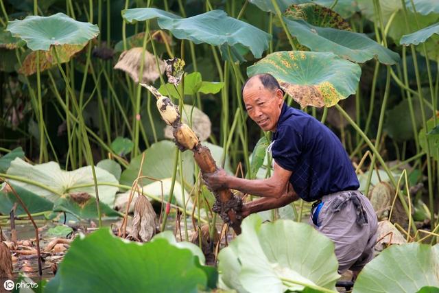 最全的莲藕种植技巧讲解在这里