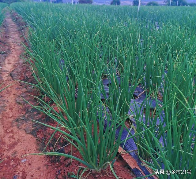 农村人最爱种植的三种菜，种植一次可多次收成，附上高产种植方法