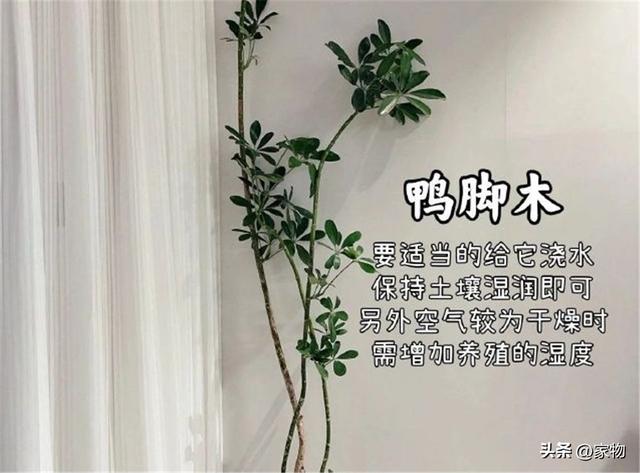 适合客厅的8种观叶绿植：又好看又好养，养花师傅都劝你养养看