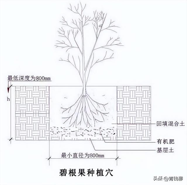 快速掌握碧根果培育管理的要点