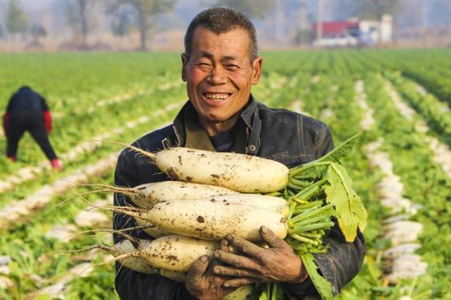 白萝卜最佳种植时间到了！学会这3个技巧，今年冬天吃不完